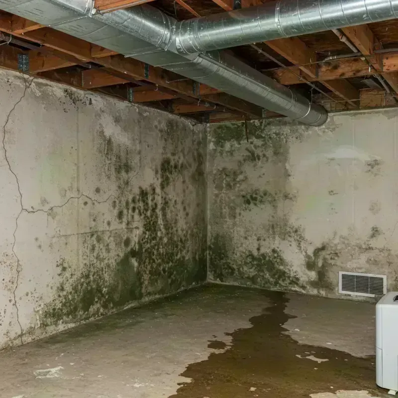 Professional Mold Removal in Glendale, CO